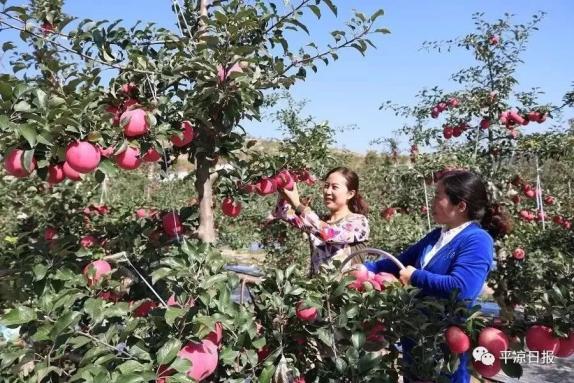 甘肅靈臺縣：蘋果紅了，果農(nóng)的錢袋子鼓了